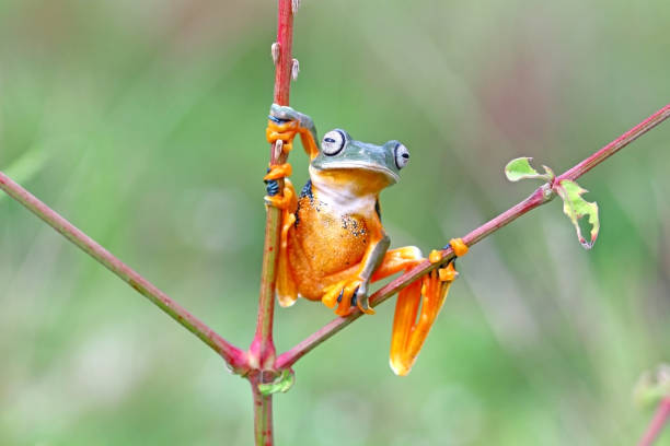 istock tree frog, wallace's flying frog on a tree, Indonesia 1448187646