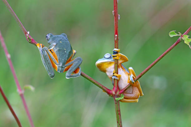 istock tree frog, wallace's flying frog on a tree, Indonesia 1448187975