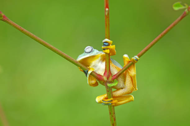 istock tree frog, wallace's flying frog on a tree, Indonesia 1448188255