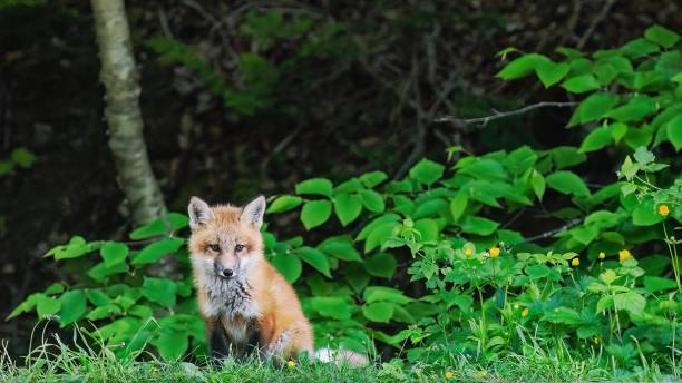 istock During springtime, a fox sits on the edge of a forest in Cape Breton, NS, Canada 1448188418