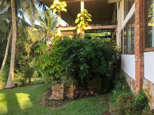 istock Green tropical garden foliage 1448188593