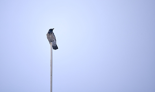Selective focus of a crow sitting on a pole isolated on the grey sky.