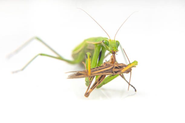 istock praying mantis eats a grasshopper close-up on a white background. Hunting in the world of insects. Prey for eating insects 1448190996