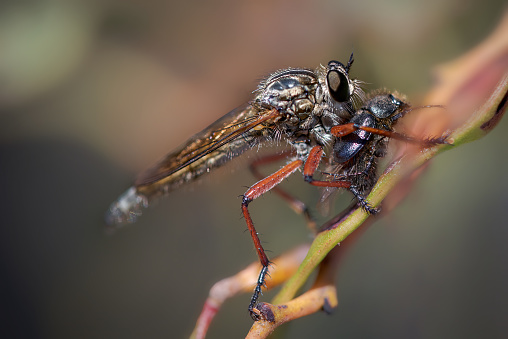 Robber fly eating a beetle perched on a twig