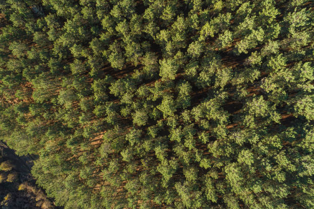 istock zenithal aerial drone view of a pine forest at sundown 1448192504