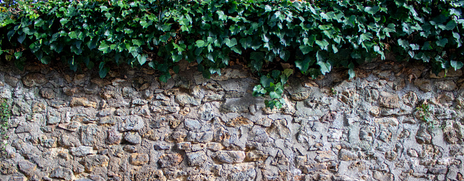 Stone Wall with Leaves. Close-up of Common ivy on a Wall in Paris, France. Virginia Creeper Covering Wall.