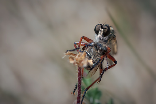 Macro Photography of Housefly Isolated on Background