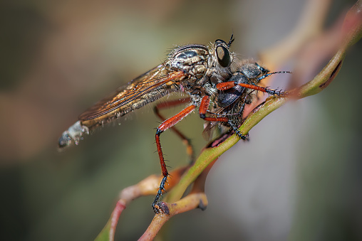 Robber fly eating a beetle perched on a twig