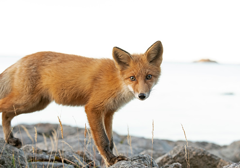 Red fox, standing on a rock, with the sea in the background. Norway.