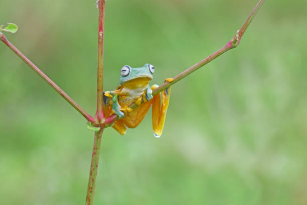 istock tree frog, wallace's flying frog on a tree, Indonesia 1448198205