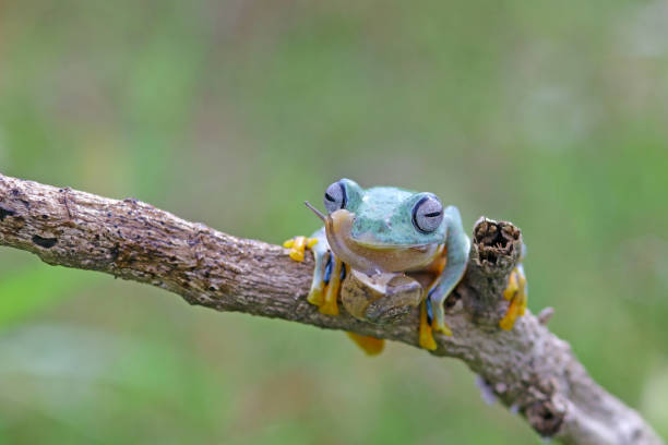 istock tree frog, wallace's flying frog on a tree, Indonesia 1448198311