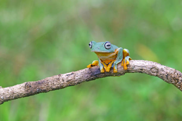 istock tree frog, wallace's flying frog on a tree, Indonesia 1448198312
