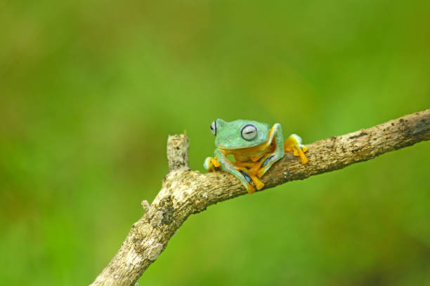 istock tree frog, wallace's flying frog on a tree, Indonesia 1448198316