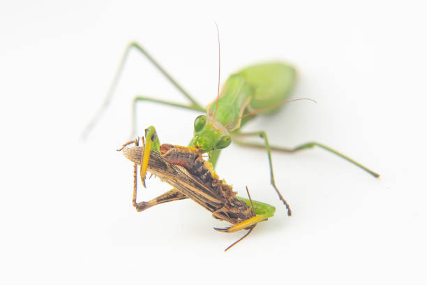 istock praying mantis eats a grasshopper close-up on a white background. Hunting in the world of insects. Prey for eating insects 1448199410