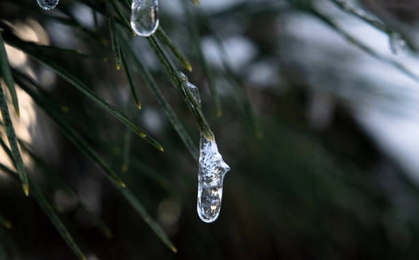 istock Hibernation of nature 1448200402