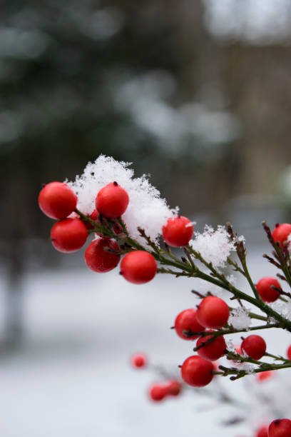 istock Hibernation of nature 1448200421