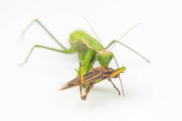 istock praying mantis eats a grasshopper close-up on a white background. Hunting in the world of insects. Prey for eating insects 1448200825