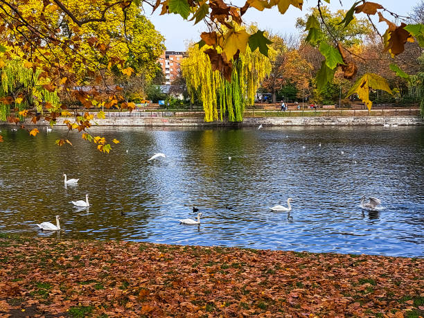istock Swans sit on the Spree in Berlin on a beautiful autumn day 1448201967