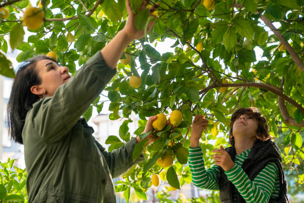 istock Mother and son taking care of lemon tree 1448204324