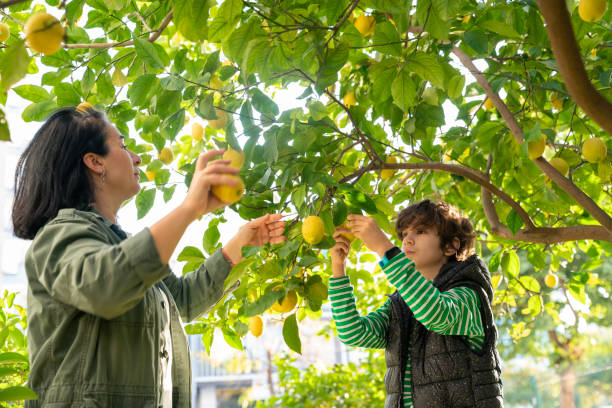 istock Mother and son taking care of lemon tree 1448204325