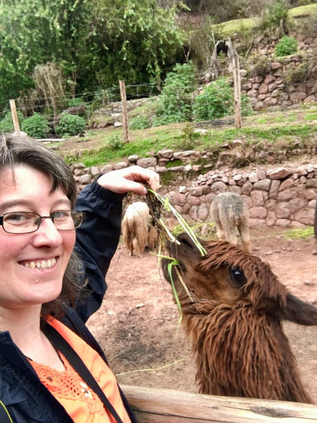 istock caucasian female feeding an alpaca 1448205625