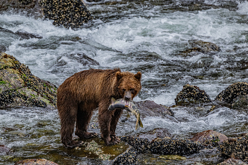 The Alaska Peninsula brown bear or peninsular grizzly . Hidden Falls, Frederick Sound, Alaska. Fishing  and catching a Chum salmon. Ursus arctos horribilis. Kasnyku Bay on Baranof Island on Chatham Strait