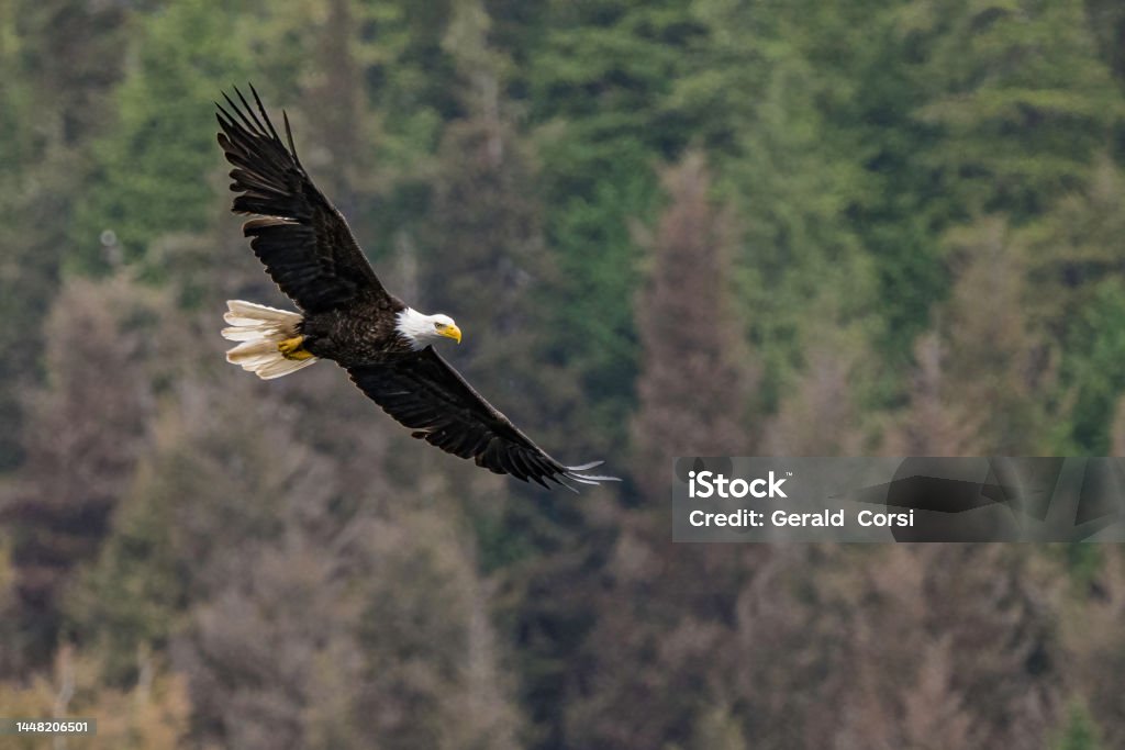 The bald eagle (Haliaeetus leucocephalus) is a bird of prey found in North America.  Hiddeln Falls at Kasnyku Bay on Baranof Island on Chatham Strait. Alaska. Bald Eagle Stock Photo