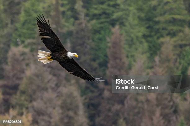 The Bald Eagle Is A Bird Of Prey Found In North America Hiddeln Falls At Kasnyku Bay On Baranof Island On Chatham Strait Alaska Stock Photo - Download Image Now