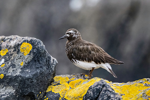 The black turnstone (Arenaria melanocephala) is a species of small wading bird. Frederick Sound, Alaska. Charadriiformes, Scolopacidae.