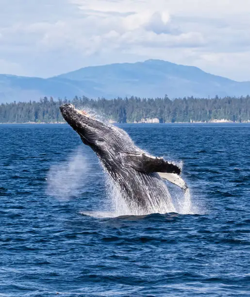 A breaching  humpback whale (Megaptera novaeangliae) is a species of baleen whale. It is a rorqual (a member of the family Balaenopteridae) and is the only species in the genus Megaptera. Frederick Sound, Alaska.