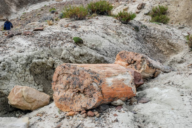パタゴニアの化石木 - petrified forest national park ストックフォトと画像