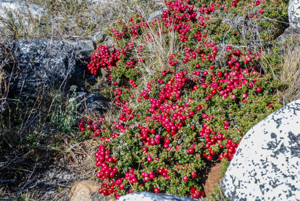 View of Ruscus aculeatus, known as butcher's-broom