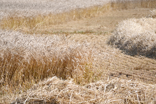 Wheat field during harvest time.