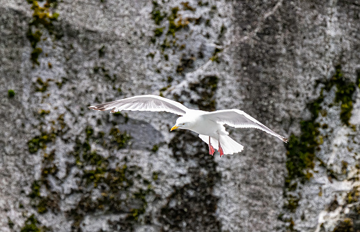 The American herring gull or Smithsonian gull (Larus smithsonianus or Larus argentatus smithsonianus) is a large gull that breeds in North America, where it is treated by the American Ornithological Society as a subspecies of herring gull (L. argentatus).  Frederick Sound, Alaska. Flying.