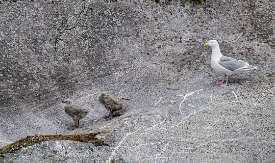 The American herring gull or Smithsonian gull (Larus smithsonianus or Larus argentatus smithsonianus) is a large gull that breeds in North America, where it is treated by the American Ornithological Society as a subspecies of herring gull (L. argentatus).  Frederick Sound, Alaska. Adult with chick on rock wall.