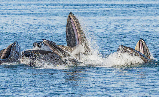 The humpback whale (Megaptera novaeangliae) is a species of baleen whale. It is a rorqual (a member of the family Balaenopteridae). Frederick Sound, Alaska. Bubble net feeding with mouth open and baleen showing.