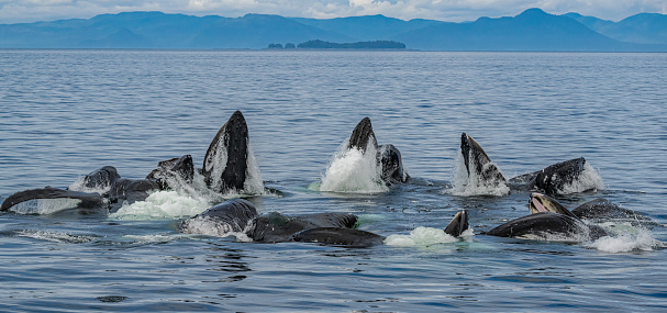 Two Transient orca whales, Johnstone Strait, Vancouver Island, BC Canada