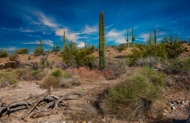 Ancient Saguaro Cactus  in Saguaro National Park