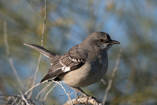 Photograph of a Mockingbird