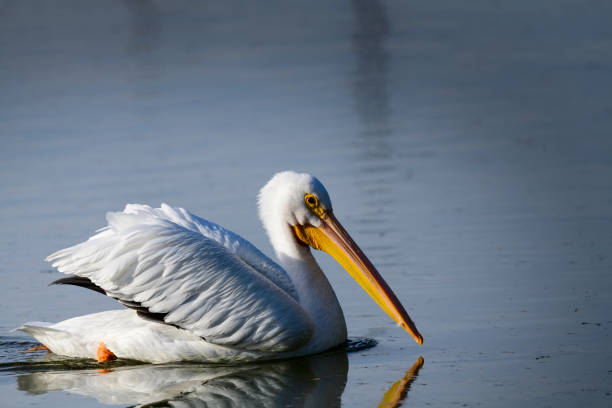 Photograph of an American White Pelican