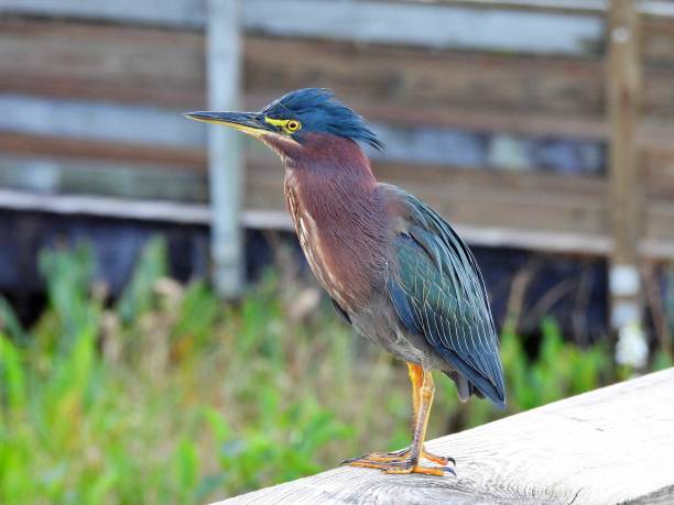 istock Green Heron (Butorides virescens) - perched on a wood railing with a raised crest 1448220748