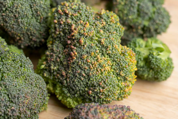 istock Green ripe broccoli in raw form 1448222093