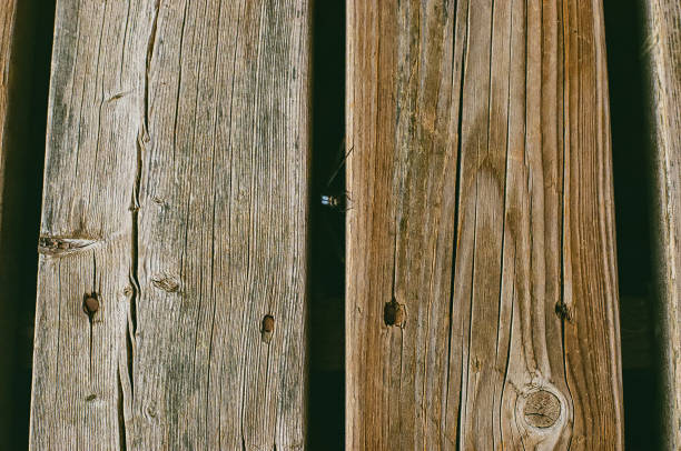 istock A dragonfly in the slit of a wood deck 1448222812