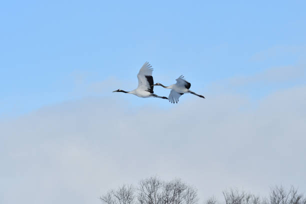 istock Bird watching, red-crowned crane, in winter 1448223241