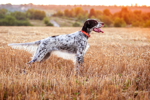 A young beautiful dog of the English Setter breed stands in a rack in a field in the rays of the morning sun. Hunting in the field. Hunting dogs.