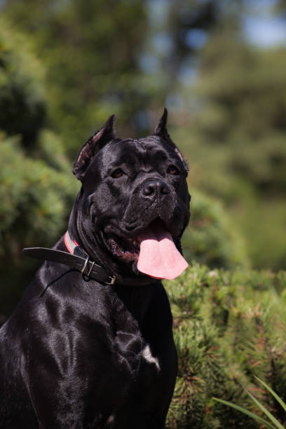 istock Italian Cane Corso puppy in the grass 1448225755