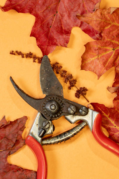istock Maple leaves and hand pruners 1448227542