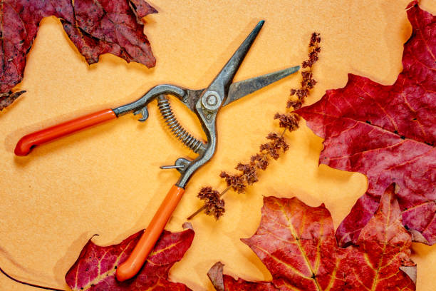 istock Maple leaves and small hand pruners 1448227543