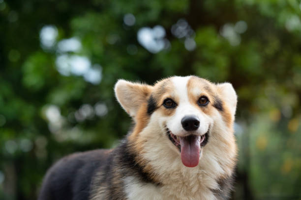 istock Corgi dog on the grass in summer sunny day 1448228166