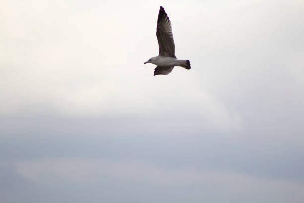 istock Flying seagull bird, gray cloudy sky in the background 1448231782